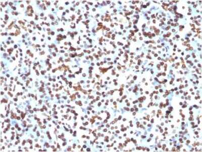 Immunohistochemistry-Paraffin: H1F0 Antibody (1415-1) - Azide and BSA Free [NBP2-47752]