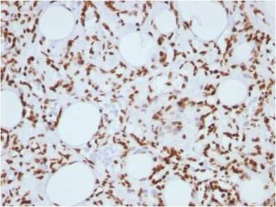 Immunohistochemistry-Paraffin: H1F0 Antibody (1415-1) - Azide and BSA Free [NBP2-47752]