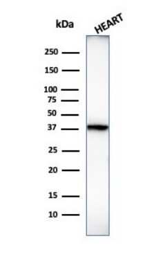 Western Blot: H1F0 Antibody (1415-1)Azide and BSA Free [NBP2-47752]