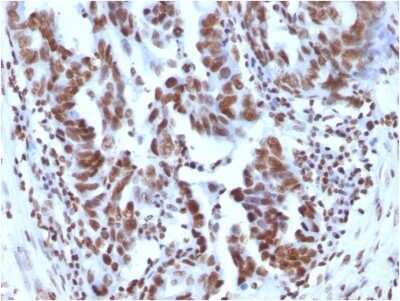 Immunohistochemistry-Paraffin: H1F0 Antibody (1415-1) - IHC-Prediluted [NBP2-48078]