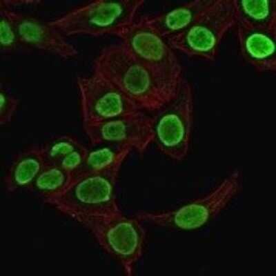 Immunocytochemistry/ Immunofluorescence: H1F0 Antibody (1415-1) [NBP2-45181]