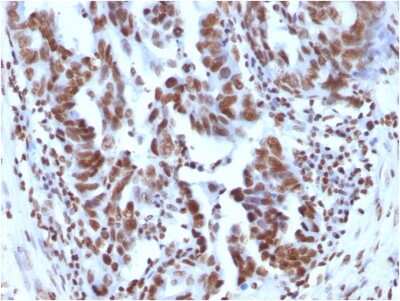 Immunohistochemistry-Paraffin: H1F0 Antibody (1415-1) [NBP2-45181]