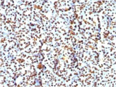 Immunohistochemistry-Paraffin: H1F0 Antibody (AE-4) - Azide and BSA Free [NBP2-47753]