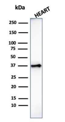 Western Blot: H1F0 Antibody (AE-4)Azide and BSA Free [NBP2-47753]