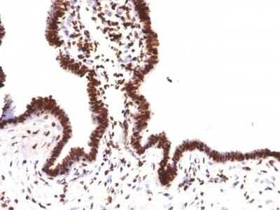 Immunohistochemistry-Paraffin: Histone H1 Antibody (HH1/957) - Azide and BSA Free [NBP2-47754]