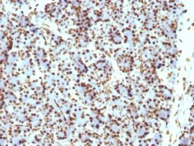 Immunohistochemistry-Paraffin: Histone H1 Antibody (HH1/957) - Azide and BSA Free [NBP2-47754]