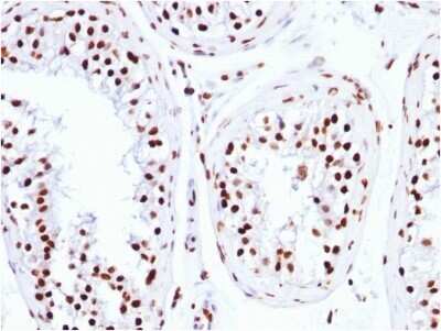 Immunohistochemistry-Paraffin: Histone H1 Antibody (HH1/957) - Azide and BSA Free [NBP2-47754]