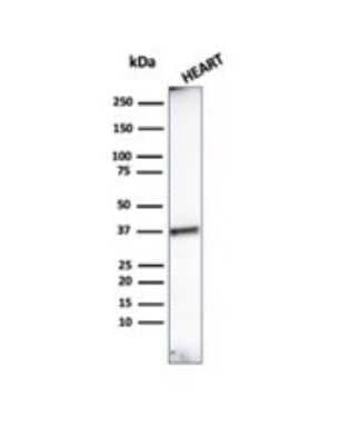 Western Blot: Histone H1 Antibody (HH1/957)Azide and BSA Free [NBP2-47754]