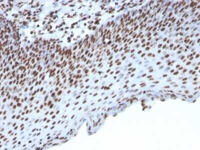 Immunohistochemistry-Paraffin: Histone H1 Antibody (HH1/957) - IHC-Prediluted [NBP2-48087]