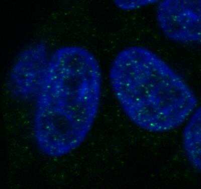 Immunocytochemistry/ Immunofluorescence: Histone H1 Antibody (HH1/957) [NBP2-45184]