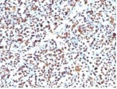 Immunohistochemistry-Paraffin: Histone H1 Antibody (HH1/957) [NBP2-45184]