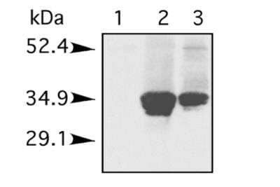 Western Blot: Histone H1 Antibody [NB100-748]