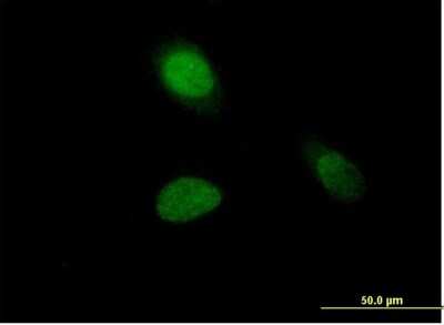 Immunocytochemistry/ Immunofluorescence: Histone H1.1 Antibody [H00003024-B01P]