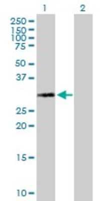 Western Blot: Histone H1.1 Antibody [H00003024-B01P]