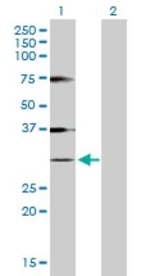 Western Blot: Histone H1.1 Antibody [H00003024-D01P]