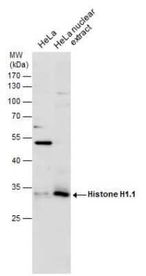 Western Blot: Histone H1.1 Antibody [NBP3-12893]