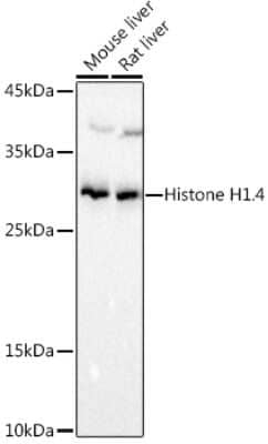 Western Blot: Histone H1.4 AntibodyAzide and BSA Free [NBP3-16044]