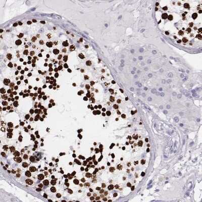 Immunohistochemistry-Paraffin: Histone H1T Antibody [NBP2-56042]