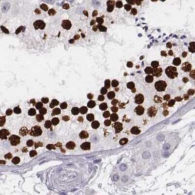 Immunohistochemistry-Paraffin: Histone H1T Antibody [NBP2-56042]