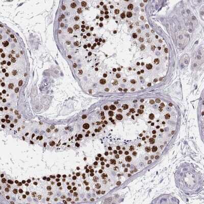 Immunohistochemistry-Paraffin: Histone H1T Antibody [NBP2-57668]