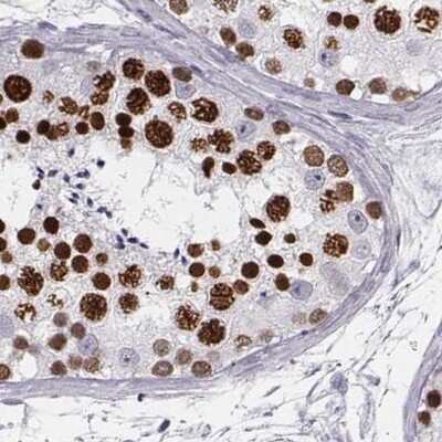 Immunohistochemistry-Paraffin: Histone H1T Antibody [NBP2-57668]