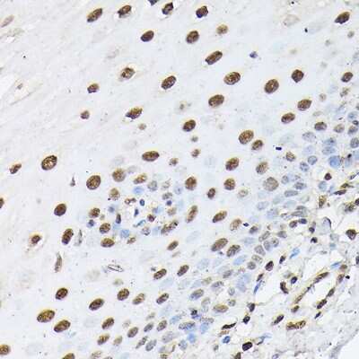 Immunohistochemistry-Paraffin: Histone H1T Antibody - Azide and BSA Free [NBP3-15569]