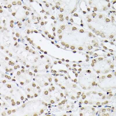 Immunohistochemistry-Paraffin: Histone H1T Antibody - Azide and BSA Free [NBP3-15569]