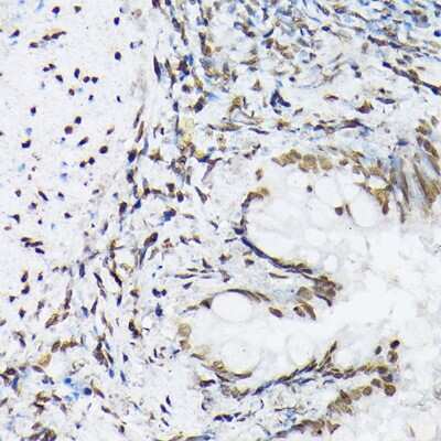Immunohistochemistry-Paraffin: Histone H1T Antibody - Azide and BSA Free [NBP3-15569]