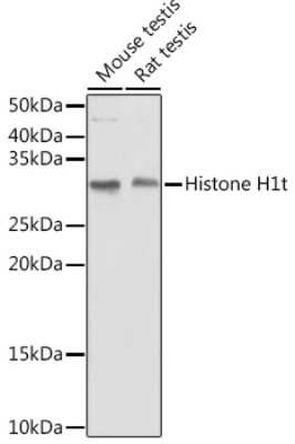 Western Blot: Histone H1T AntibodyAzide and BSA Free [NBP3-15569]