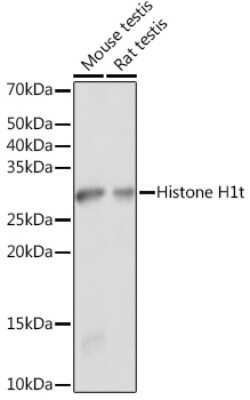 Western Blot: Histone H1T AntibodyAzide and BSA Free [NBP3-15574]