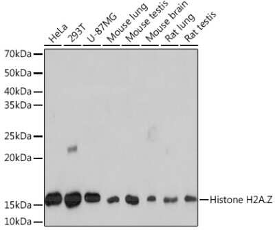 Western Blot: Histone H2A.Z Antibody (2X2I10) [NBP3-16447]