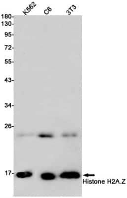 Western Blot: Histone H2A.Z Antibody (S09-3H9) [NBP3-14879]