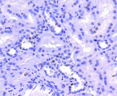 Immunohistochemistry-Paraffin: Histone H2A.Z Antibody (ST46-09) [NBP2-67499]