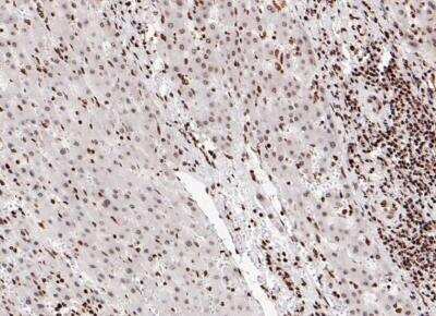 Immunohistochemistry-Paraffin: Histone H2A.Z Antibody (ST46-09) [NBP2-67499]