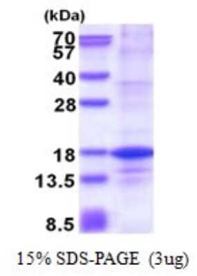 SDS-PAGE: Recombinant Human Histone H2A.Z His Protein [NBP2-51625]