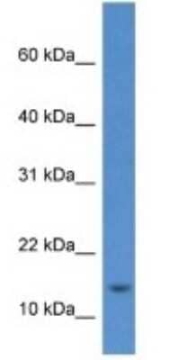 Western Blot: Histone H2AE Antibody [NBP1-79880]