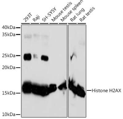 Western Blot: Histone H2AX Antibody (4Z3S8) [NBP3-15378]