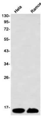 Western Blot: Histone H2AX Antibody (S02-3C8) [NBP3-20068]