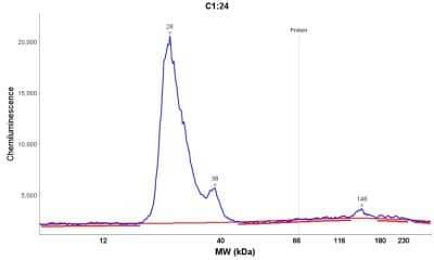 Simple Western: Histone H2AX Antibody [NB100-383]