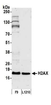 Western Blot: Histone H2AX Antibody [NB100-383]