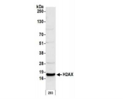 Western Blot: Histone H2AX Antibody [NB100-383]