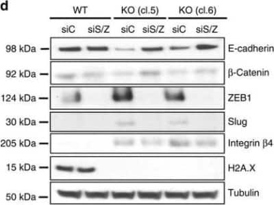 Western Blot: Histone H2AX Antibody [NB100-638]