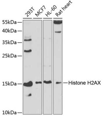 Western Blot: Histone H2AX AntibodyBSA Free [NBP3-04113]