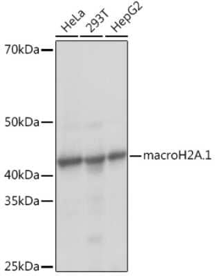 Western Blot: Histone H2AY/macroH2A.1 Antibody (4D2O4) [NBP3-16743]