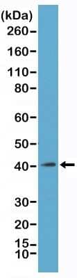 Western Blot: Histone H2AY/macroH2A.1 Antibody (RM248) [NBP2-61494]