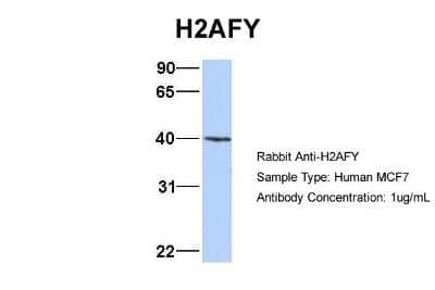 Western Blot: Histone H2AY/macroH2A.1 Antibody [NBP1-53003]