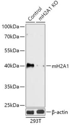 Western Blot: Histone H2AY/macroH2A.1 AntibodyAzide and BSA Free [NBP3-03379]