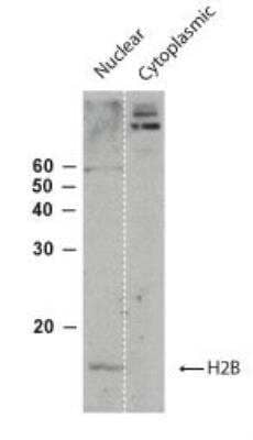 Western Blot: Histone H2B, member S Antibody [NB100-56347]