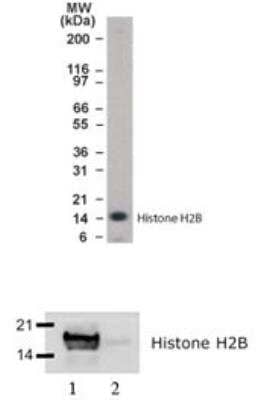 Western Blot: Histone H2B, member S Antibody [NB100-56347]