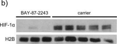 Western Blot: Histone H2B, member S Antibody [NB100-56347]